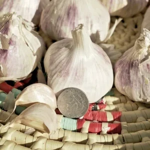 Early Italian Garlic Bulbs - 3 Bulbs (2lbs) - Organic Heirloom Hardneck for Planting or Eating - Image 5