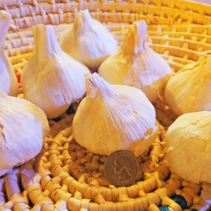 Early Italian Garlic Bulbs - 3 Bulbs (2lbs) - Organic Heirloom Hardneck for Planting or Eating - Image 1