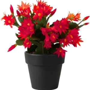 Easter Cactus Live Plant, 4-8'' Tall, Red Blooms, Indoor/Outdoor - Image 2