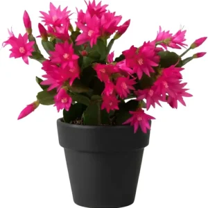 Easter Cactus Live Plant, 4-8'' Tall, Red Blooms, Indoor/Outdoor - Image 1