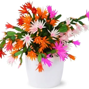 Easter Cactus Live Plant – 4-9" Tall, Rooted Flowering Succulent for Indoors & Outdoors - Image 2