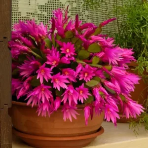 Easter Cactus Live Plant – Pink, 5-9" Tall, Bare Root – Indoor Outdoor - Image 2