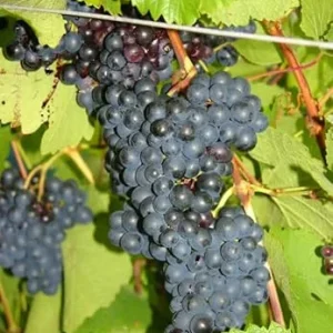 Eastern Concord Bunch Grape Vine Live Plant - 2 Year Old, Cold Hardy, Blue-Black Grapes, Outdoor - Image 4