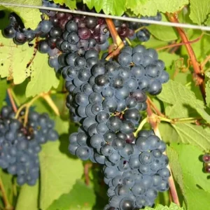 Eastern Concord Bunch Grape Vine Live Plant - 2 Year Old, Cold Hardy, Blue-Black Grapes, Outdoor - Image 5