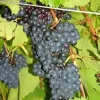 Eastern Concord Bunch Grape Vine Live Plant - 2 Year Old, Cold Hardy, Blue-Black Grapes, Outdoor - Image 1
