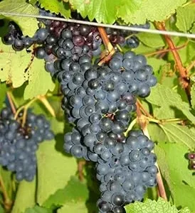 Eastern Concord Bunch Grape Vine Live Plant - 2 Year Old, Cold Hardy, Blue-Black Grapes, Outdoor - Image 1