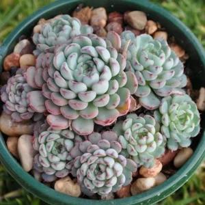 Echeveria Blue Curl Live Succulent Plant - 4 Inch Pot - Indoor/Outdoor - Image 2