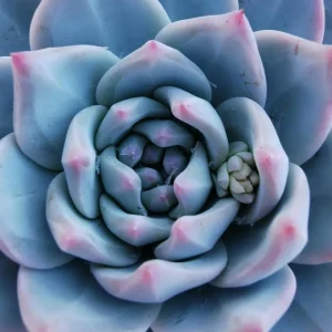 Echeveria Blue Curl Live Succulent Plant - 4 Inch Pot - Indoor/Outdoor - Image 5
