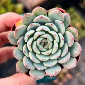 Echeveria Blue Curl Live Succulent Plant - 4 Inch Pot - Indoor/Outdoor - Image 6