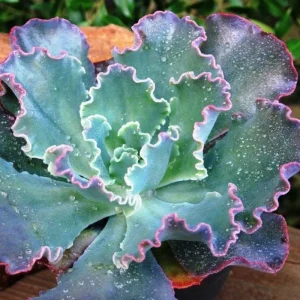 Echeveria Blue Curl Live Succulent Plant - 4 Inch Pot - Indoor/Outdoor - Image 1