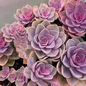 Echeveria Purple Live Succulent Plant - 2 Inch Pot - Easy Care Indoor/Outdoor - Image 4