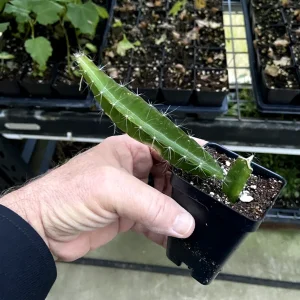 Edgar's Baby Dragon Fruit Live Plant - Hylocereus Hybrid Pitaya - 4-5 Inch Rooted Cutting - Outdoor - Image 5