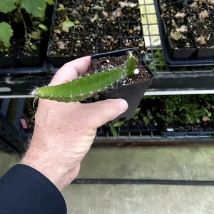 Edgar's Baby Dragon Fruit Live Plant - Hylocereus Hybrid Pitaya - 4-5 Inch Rooted Cutting - Outdoor - Image 7