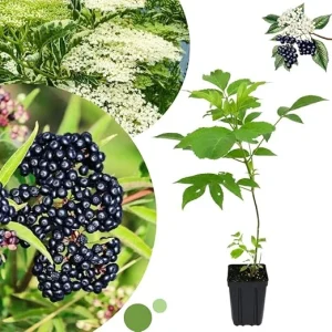 Elderberry Live Plant 6-12" Tall - Hardy Perennial Black Elderberry Bush - Image 1