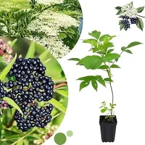 Elderberry Live Plant 6-12" Tall - Hardy Perennial Black Elderberry Bush - Image 2