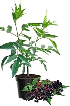 Elderberry Live Plant - Hardy Fruit Shrub, Quart Pot, 1 Year Old, Outdoor - Image 3