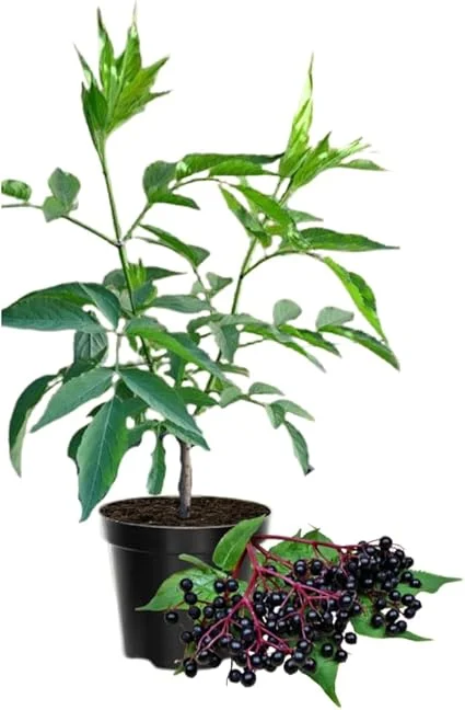 Elderberry Live Plant - Hardy Fruit Shrub, Quart Pot, 1 Year Old, Outdoor - Image 5