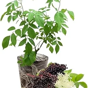 Elderberry Live Plants - 2 Pack, 5-9 Inches Tall, Cold Hardy Shrub - Image 3