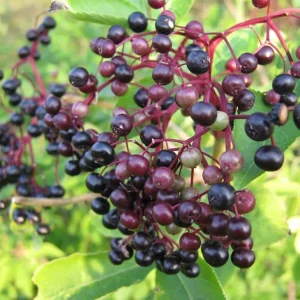 Elderberry Plant Live Rooted Cuttings - Set of 2, 8-12 Inch Tall, Outdoor - Image 2