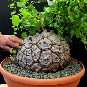 Elephant's Foot Caudex Live Plant - Rare Exotic Houseplant in 3" Pot, Indoor/Outdoor Perennial Vine - Image 1