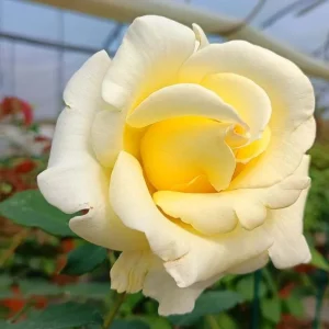 Elina Hybrid Tea Rose Plant - Soft Yellow Fragrant Live Roses Bush, 5-9 Inches Tall, Outdoor - Image 4