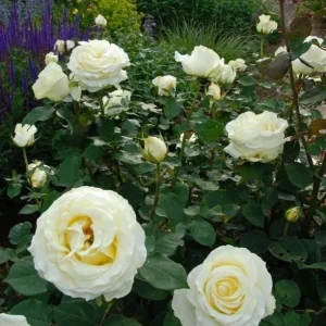 Elina Hybrid Tea Rose Plant - Soft Yellow Fragrant Live Roses Bush, 5-9 Inches Tall, Outdoor - Image 5
