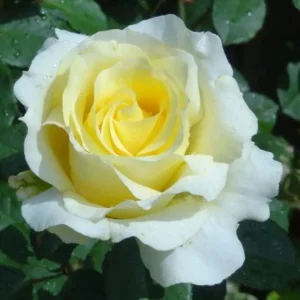 Elina Hybrid Tea Rose Plant - Soft Yellow Fragrant Live Roses Bush, 5-9 Inches Tall, Outdoor - Image 1