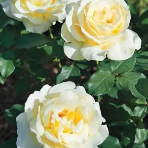 Elina Hybrid Tea Rose Plant - Soft Yellow Fragrant Live Roses Bush, 5-9 Inches Tall, Outdoor - Image 6