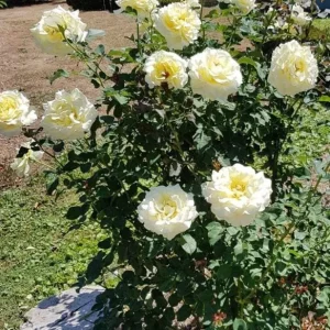Elina Hybrid Tea Rose Plant - Soft Yellow Fragrant Live Roses Bush, 5-9 Inches Tall, Outdoor - Image 7