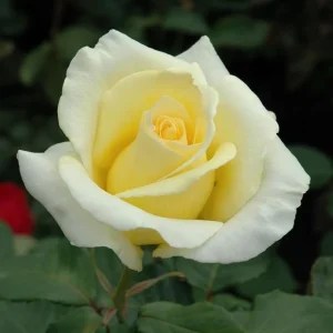 Elina Hybrid Tea Rose Plant - Soft Yellow Fragrant Live Roses Bush, 5-9 Inches Tall, Outdoor - Image 8