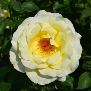 Elina Hybrid Tea Rose Plant - Soft Yellow Fragrant Live Roses Bush, 5-9 Inches Tall, Outdoor - Image 9