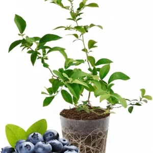 Emerald Blueberry Live Plant - 4-8 Inch Starter Bush for Garden, Zones 4-8 - Image 5