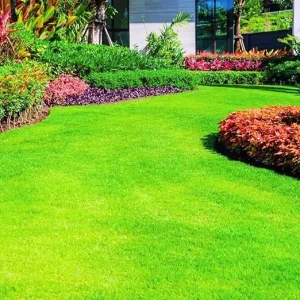 Emerald Zoysia Grass Seeds - 12000 Count for Outdoor Lawn & Garden - Image 6