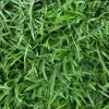 Empire Zoysia Grass Seeds – 10000 Seed Count – Low-Maintenance Lawn – Warm Season - Image 1
