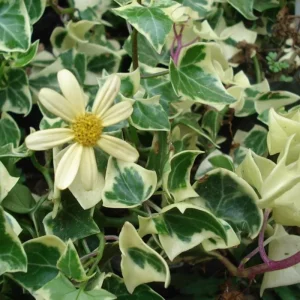 English Ivy Live Plant – Variegated White Ivy – 4 Inch Pot – Indoor/Outdoor - Image 2