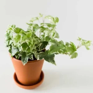 English Ivy Live Plant – Variegated White Ivy – 4 Inch Pot – Indoor/Outdoor - Image 3