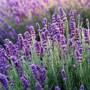 English Lavender Live Plant - Purple Flowers, 2-4" Tall in 3" Pot, Perennial - Image 2