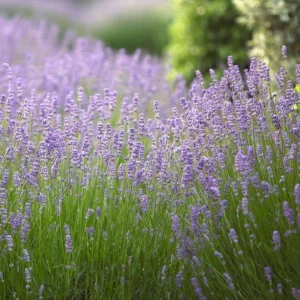 English Lavender Live Plant - Purple Flowers, 2-4
