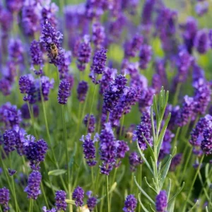 English Lavender Live Plant - Purple Flowers, 2-4