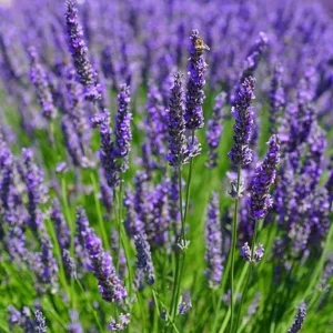 English Lavender Live Plant - Purple Flowers, 2-4