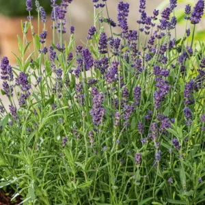 English Lavender Live Plant - Purple Flowers, 2-4