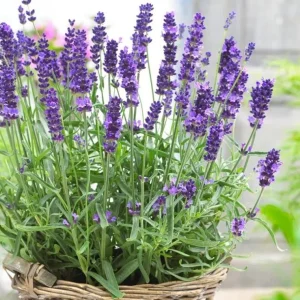 English Lavender Live Plant - Purple Flowers, 2-4" Tall in 3" Pot, Perennial - Image 1