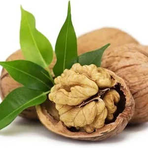 English Walnut Tree Live Plant 1-2 Ft, Cold Hardy, Dormant, for Garden - Image 6