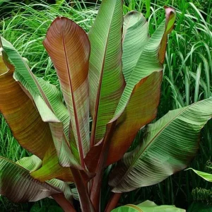 Ensete Maurelii Red Abyssinian Banana Live Plant - 3.5 in Pot Tropical Foliage - Image 1