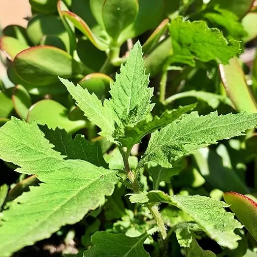 Epazote Live Plant - 4 Inch Pot - Culinary Herb for Indoor/Outdoor Garden - Image 3
