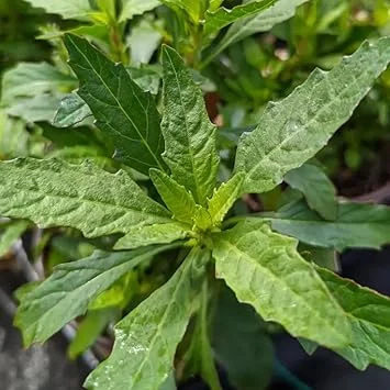 Epazote Live Plant - Well Rooted Perennial Herb for Outdoor Garden, 4-8 Inches - Image 2