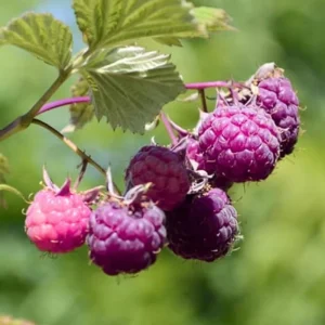 Fall Gold Raspberry Live Plant - 5-9" Tall, Cold Hardy, High Yield, Outdoor - Image 1