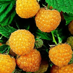 Fall Gold Raspberry Live Plant - 5-9" Tall, Cold Hardy, High Yield, Outdoor - Image 2