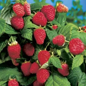 Fall Gold Raspberry Live Plant - 5-9