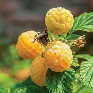 Fall Gold Raspberry Live Plants - Everbearing Sweet Fruits - 2 Pack, 5-9 Inches Tall - Image 2